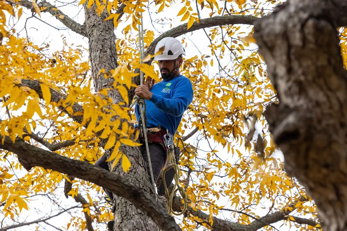 Skilled Emergency Tree Service crew working in Sunset